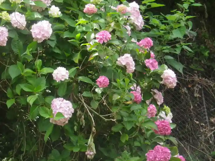 御霊神社の自然