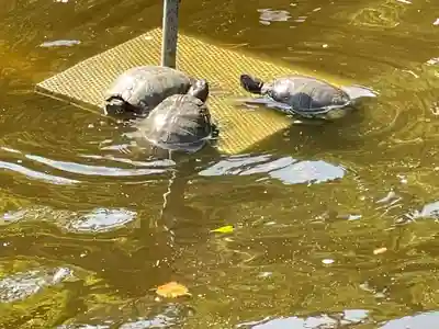 亀　亀　亀　　亀いっぱいいる