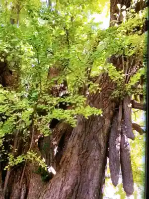 善福寺(東京都)