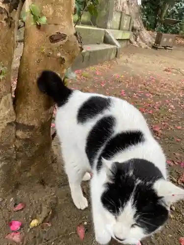 鎌数伊勢大神宮の{uncategorized: "未分類", other: "その他", undefined: "問題あり", building: "その他建物", grave: "お墓", sacred_gate: "鳥居", guardian: "狛犬", statue: "像", buddha: "仏像", history: "歴史", nature: "自然", garden: "庭園", animal: "動物", pagoda: "塔", temizu: "手水舎", mountain_gate: "山門・神門", sanctuary: "本殿・本堂", subordinate: "末社・摂社", art: "芸術", scenery: "景色", jizo: "地蔵", ema: "絵馬", goshuin: "御朱印", omikuji: "おみくじ", items: "授与品その他", amulet: "お守り", goshuincho: "御朱印帳", eats: "食事", festival: "お祭り", votive_dance: "神楽", shichigosan: "七五三参", wedding: "結婚式", experience: "体験その他", initially: "初詣", around: "周辺", anti_infection: "感染症対策"}