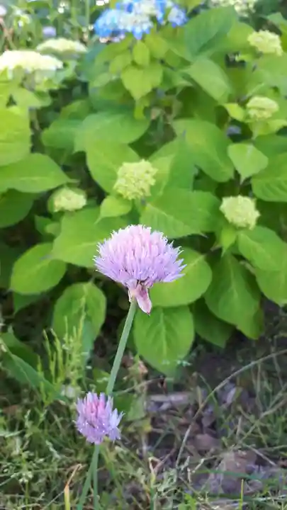 極楽山 浄土寺の自然
