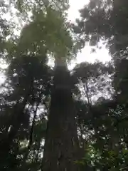 伊勢神宮内宮（皇大神宮）の自然