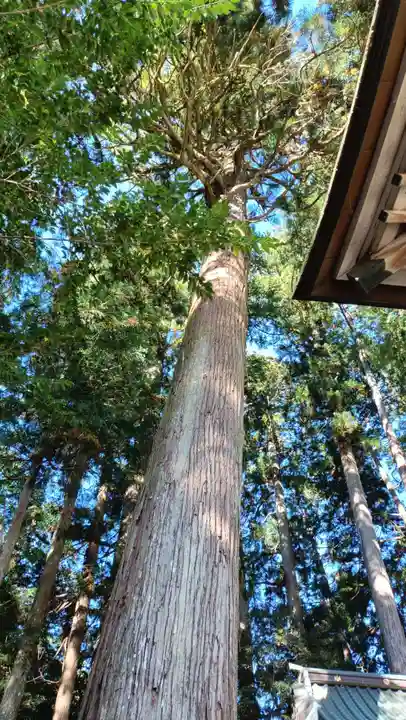 八幡神社(滋賀県)