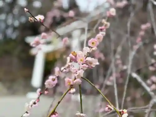 宝登山神社の{uncategorized: "未分類", other: "その他", undefined: "問題あり", building: "その他建物", grave: "お墓", sacred_gate: "鳥居", guardian: "狛犬", statue: "像", buddha: "仏像", history: "歴史", nature: "自然", garden: "庭園", animal: "動物", pagoda: "塔", temizu: "手水舎", mountain_gate: "山門・神門", sanctuary: "本殿・本堂", subordinate: "末社・摂社", art: "芸術", scenery: "景色", jizo: "地蔵", ema: "絵馬", goshuin: "御朱印", omikuji: "おみくじ", items: "授与品その他", amulet: "お守り", goshuincho: "御朱印帳", eats: "食事", festival: "お祭り", votive_dance: "神楽", shichigosan: "七五三参", wedding: "結婚式", experience: "体験その他", initially: "初詣", around: "周辺", anti_infection: "感染症対策"}