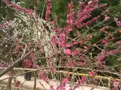 北野天満宮の自然