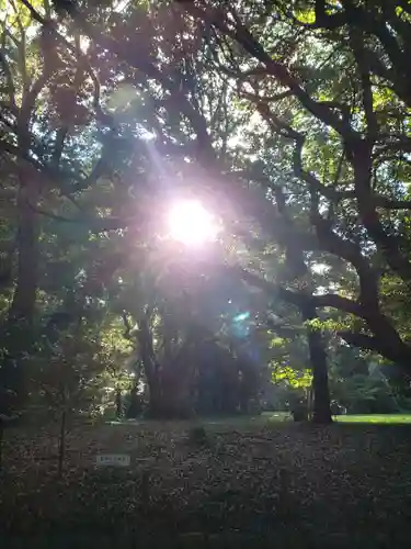 明治神宮の庭園
