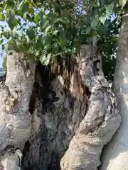 熊野神社の自然