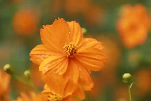 豊景神社の自然