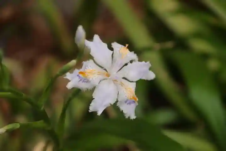 愛宕神社の自然