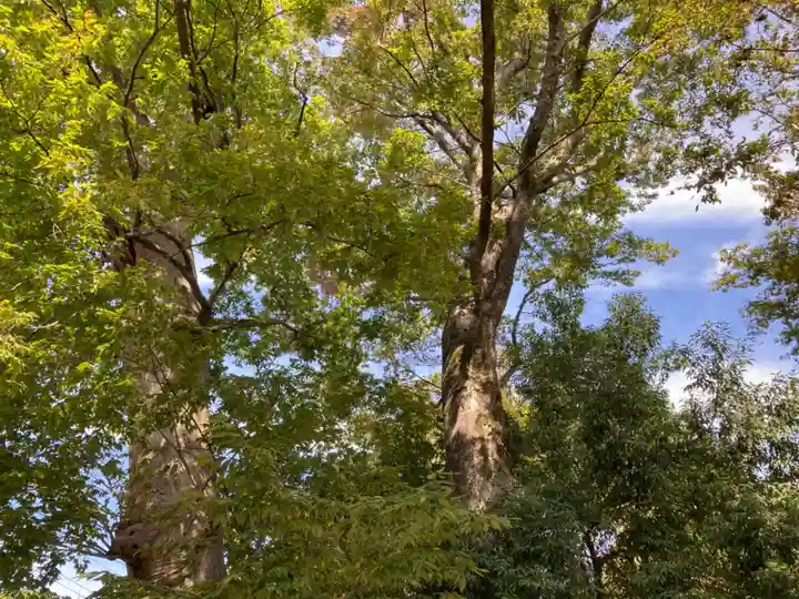 上野総社神社の自然