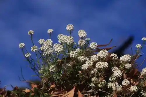阿久津「田村神社」（郡山市阿久津町）旧社名：伊豆箱根三嶋三社の庭園