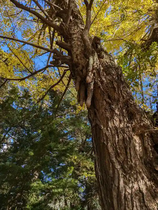 赤坂氷川神社(東京都)