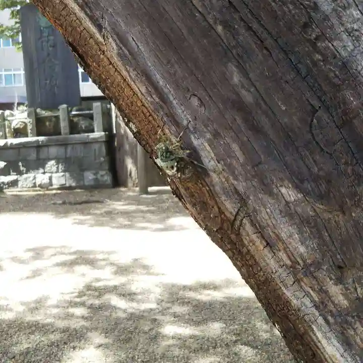 阿邪訶根神社の動物