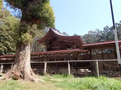 出雲伊波比神社の本殿