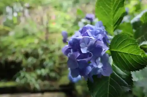 杉本寺(神奈川県)