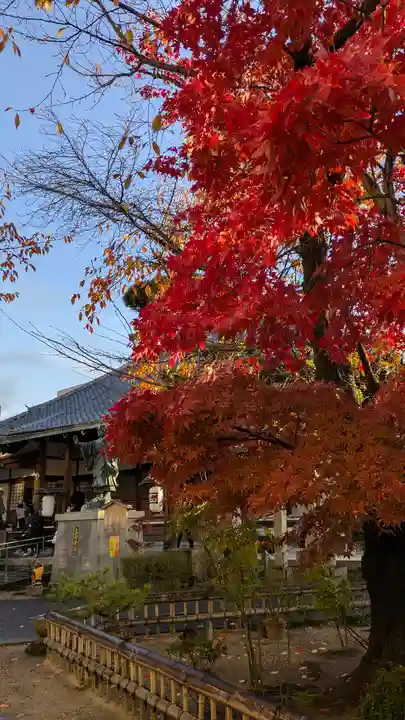 墨染寺(桜寺)(京都府)