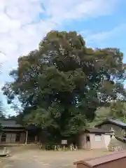 白髭神社の自然