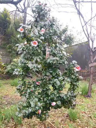 阿智神社の自然