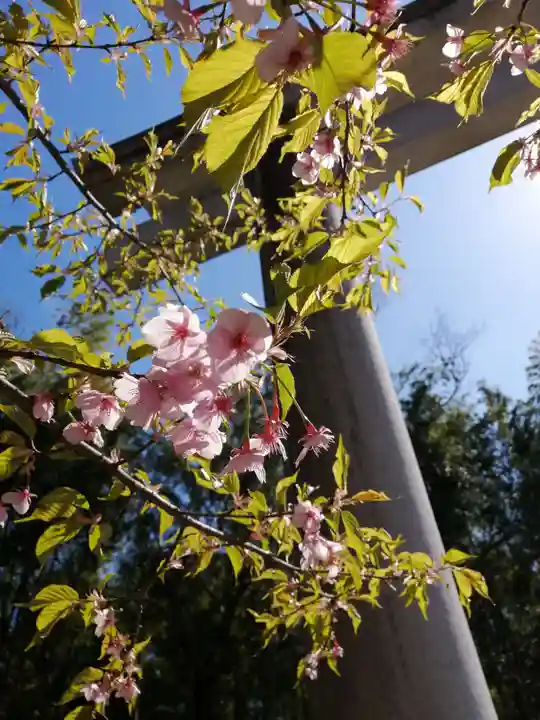 常陸国出雲大社の自然