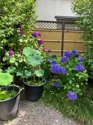 行願寺（革堂）(京都府)