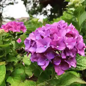 豊景神社の自然(2020年07月04日(土) 06時03分24秒投稿)