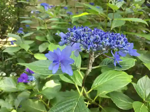 長壽寺（長寿寺）の自然
