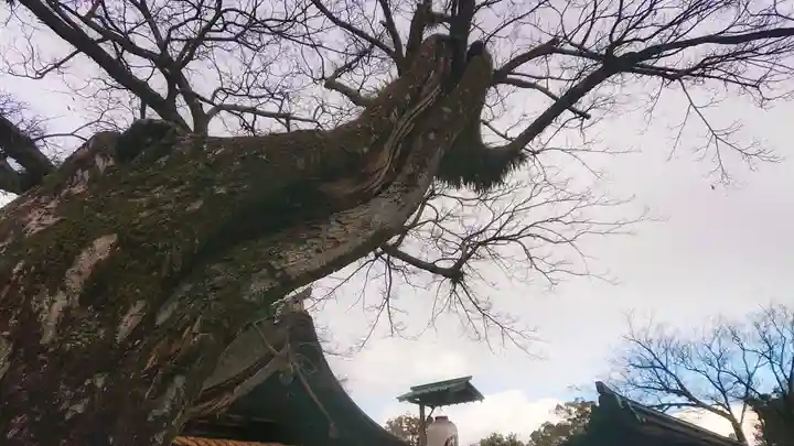 尾張大國霊神社(国府宮)の自然