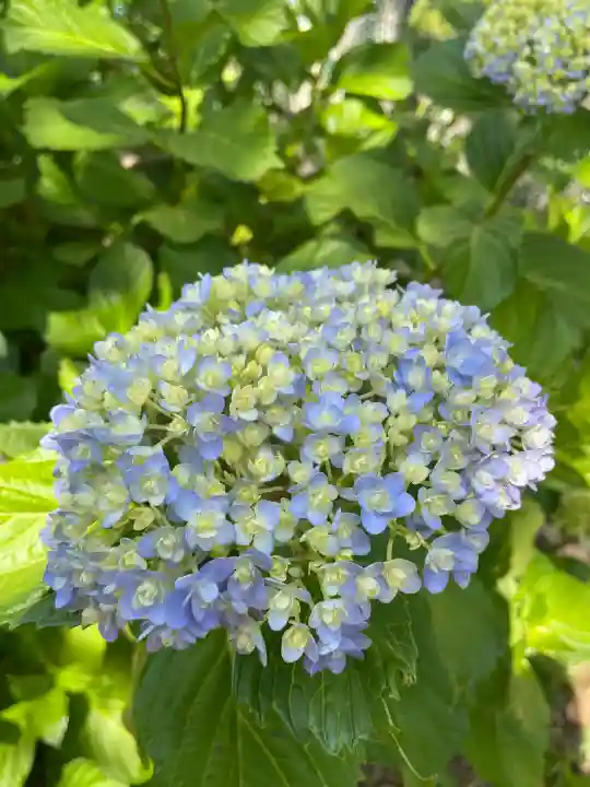 本郷氷川神社(東京都)