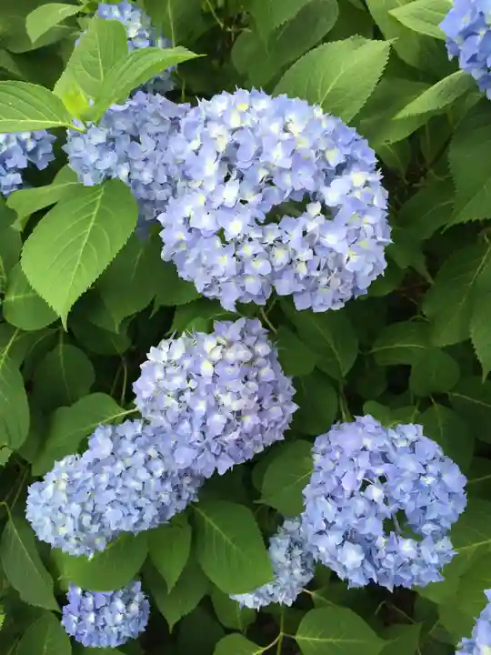 三室戸寺の自然