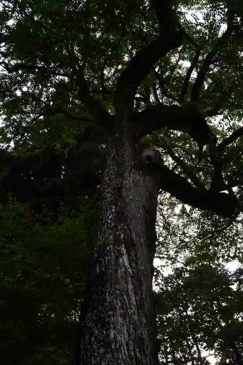 日吉大社の自然