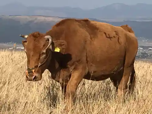 阿蘇神社の動物