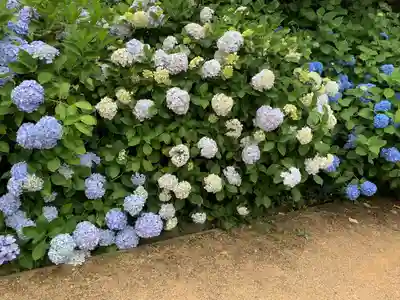 粟井神社の自然
