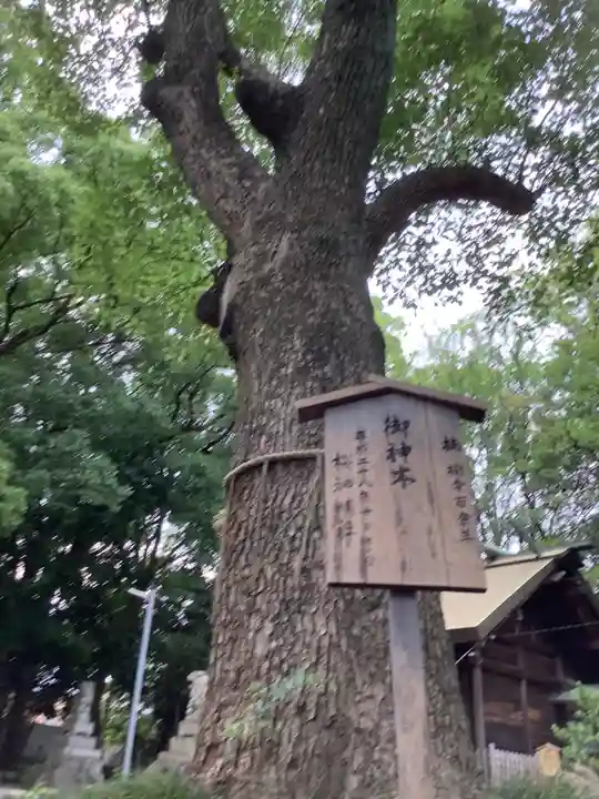 神明社(桜神明社)の自然