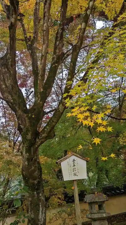 十輪寺(京都府)