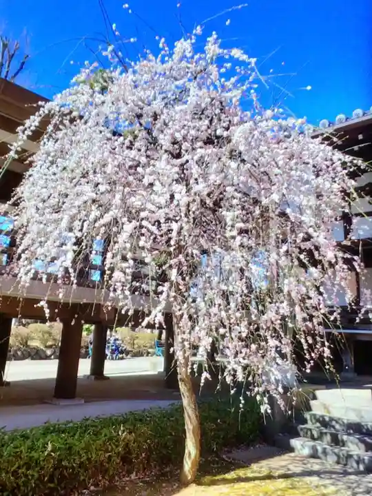 妙法寺(東京都)
