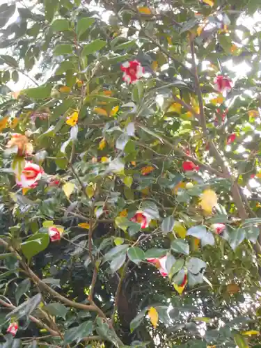 極楽寺（霊鷲山感應院極楽律寺）の自然