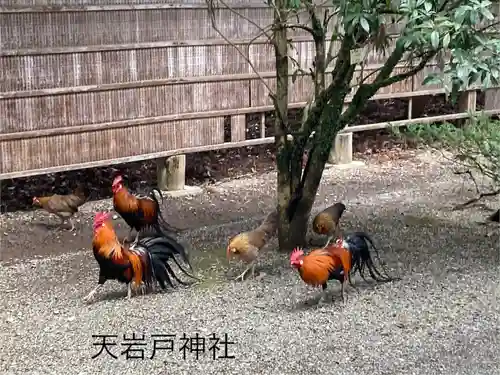 天岩戸神社(宮崎県)