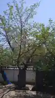 道明寺(大阪府)