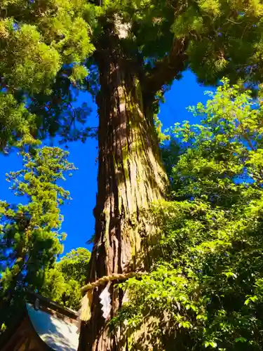 香取神宮の自然