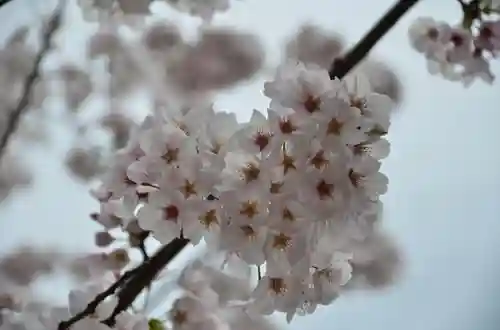 鶴岡八幡宮の自然