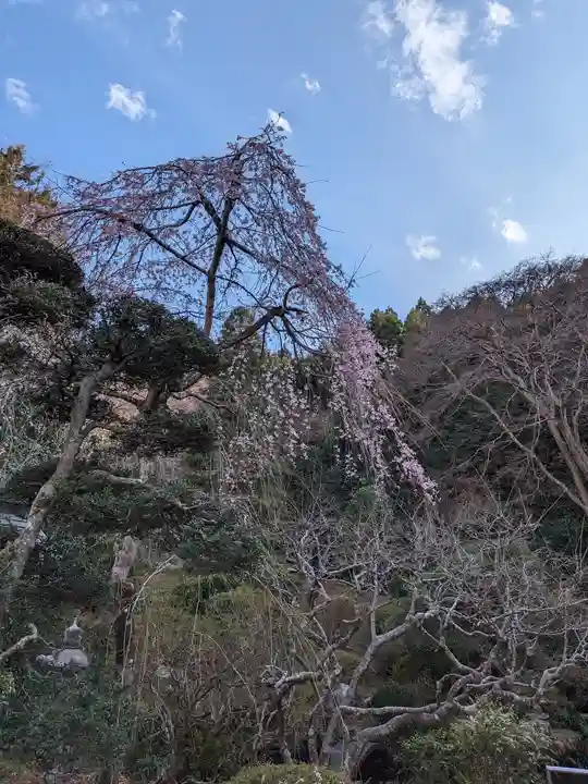 西光寺(埼玉県)