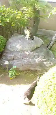 石歴山 妙勝寺の動物