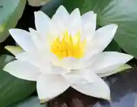 真言宗 善通寺派 薬王寺(香川県)