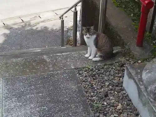 天照皇太神宮の動物