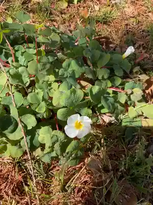 井際山 如意輪寺(愛知県)