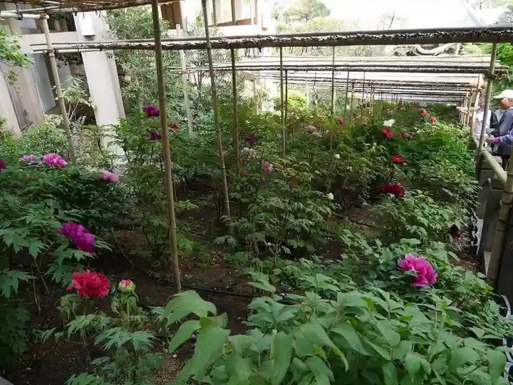 東長谷寺 薬王院の自然