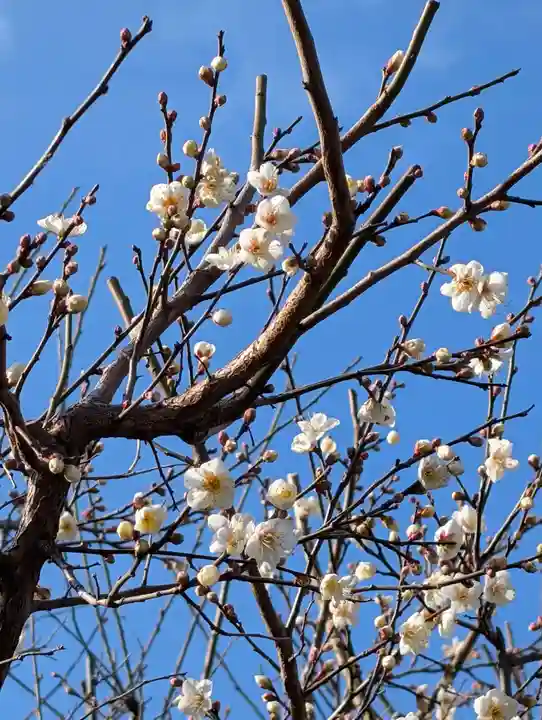 白山神社(東京都)