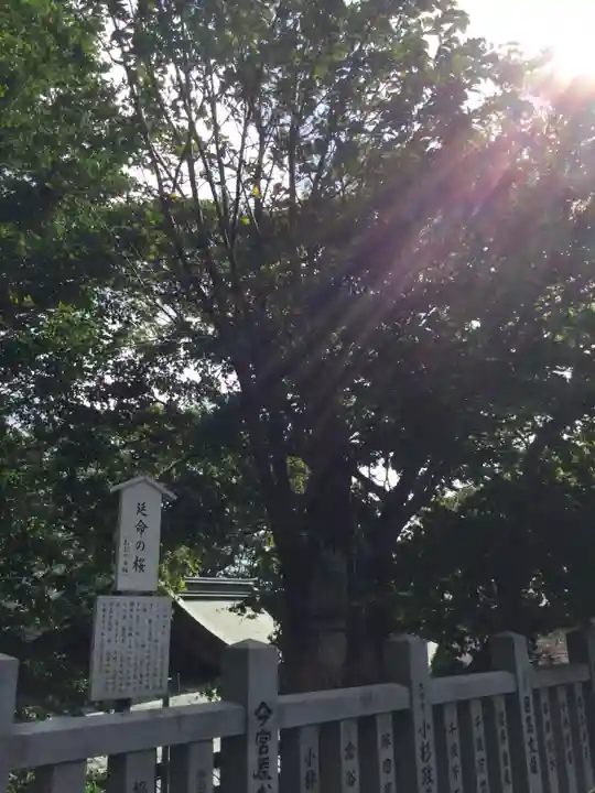 函館八幡宮の自然