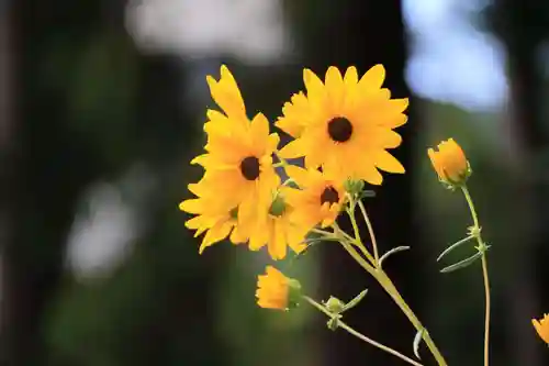 豊景神社の庭園