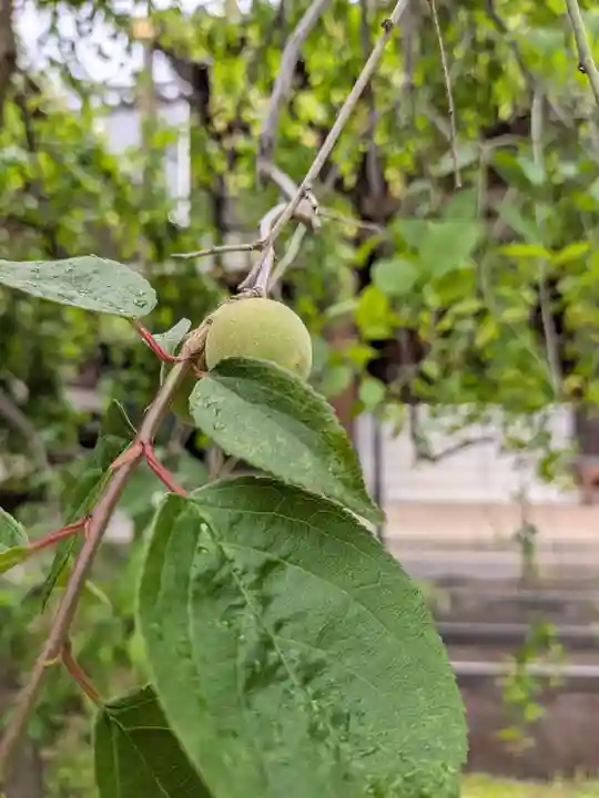 妙法寺(東京都)